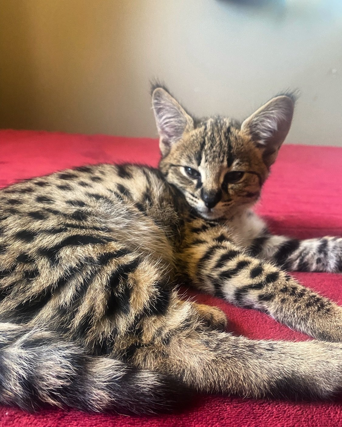 Nova ; our F1 savannah HP kitten ❤️ He is super affectionate and giant at only 9 weeks old! He will be a very very big boy