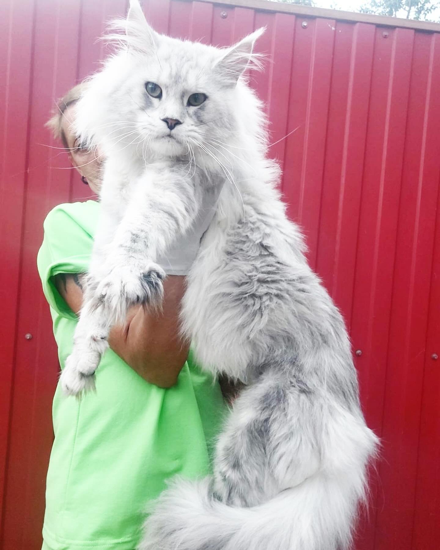 Our giant maine coon boy Thor❤️