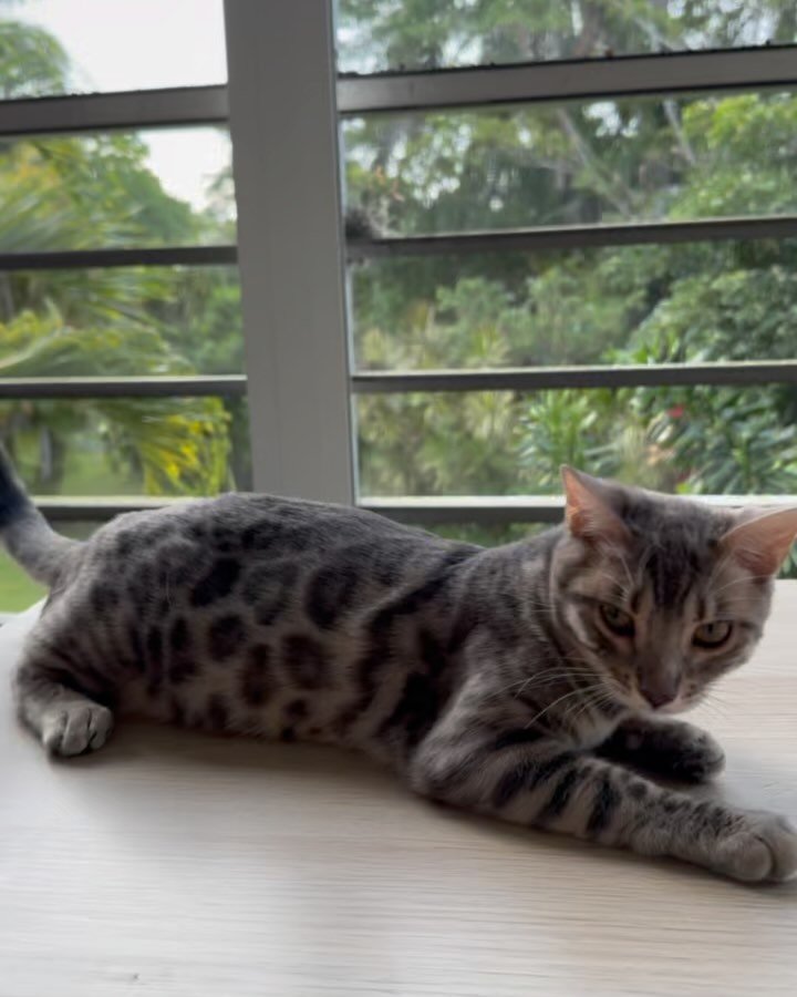 two rare young clouded bengals looking for a home! One blue and one rosetted orange ❤️