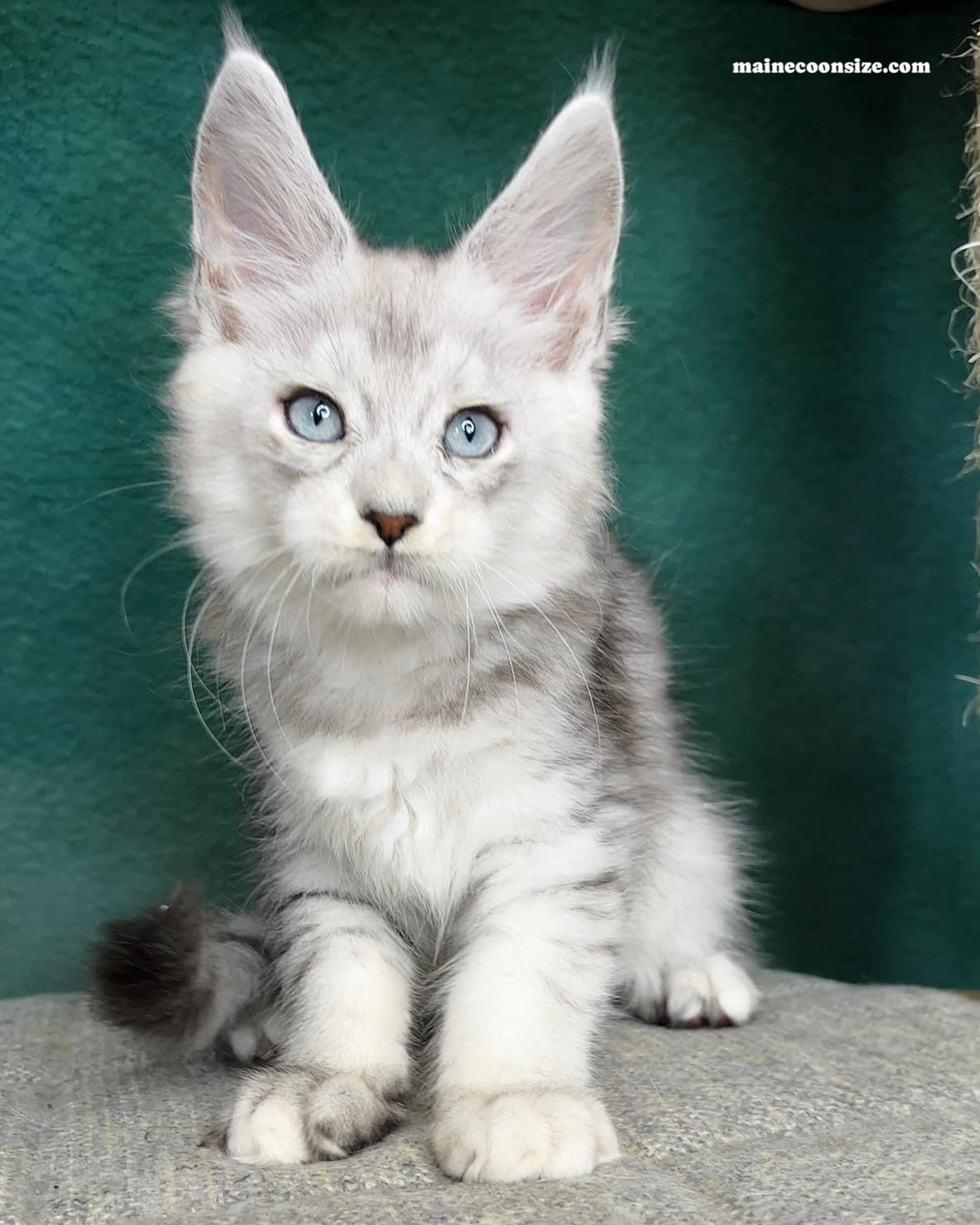 Whats the first name that pops in your head? 😻 #mainecoon