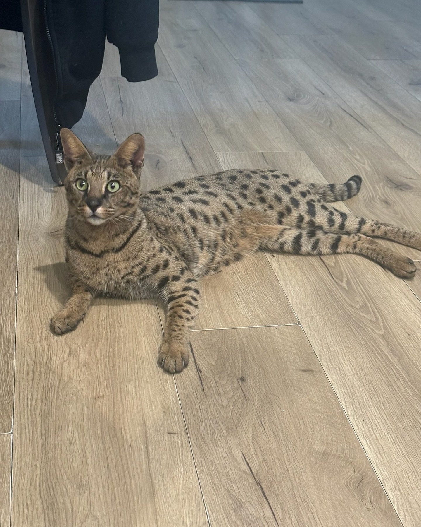 *FOUND* - This savannah cat was found in San Fernando Valley, California - if you are missing a cat contact us!