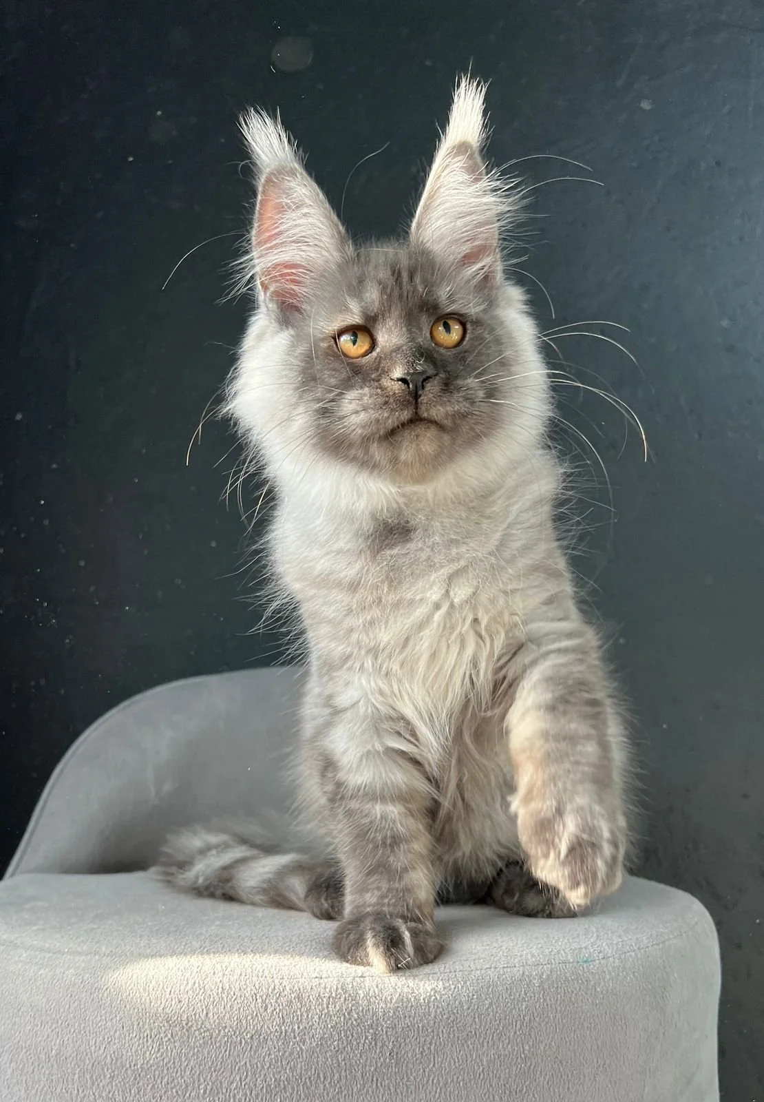 European Maine Coon Cats for Sale  Florida | California