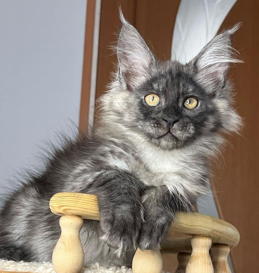 Giant Maine Coon Cats for Sale, Black Smoke Silver
