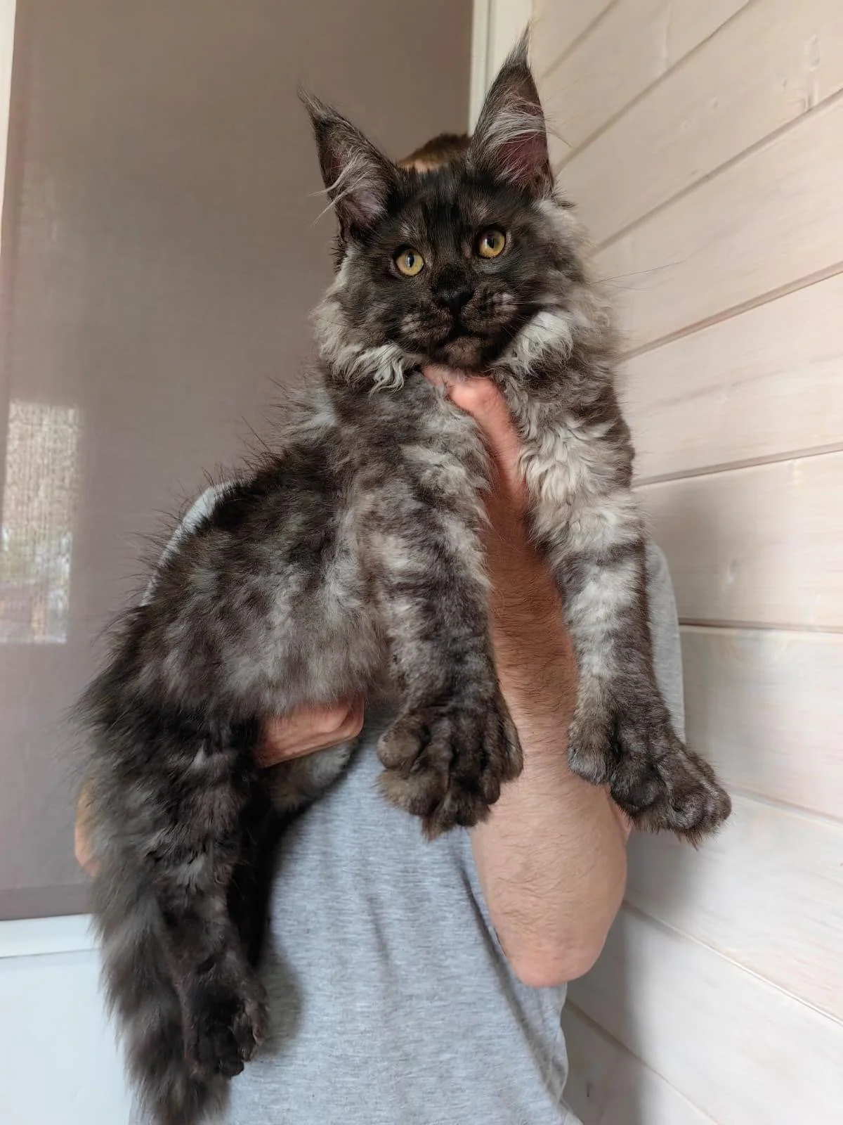 Polydactyl Maine Coon Kittens for Sale — Giant Maine Coon Cats