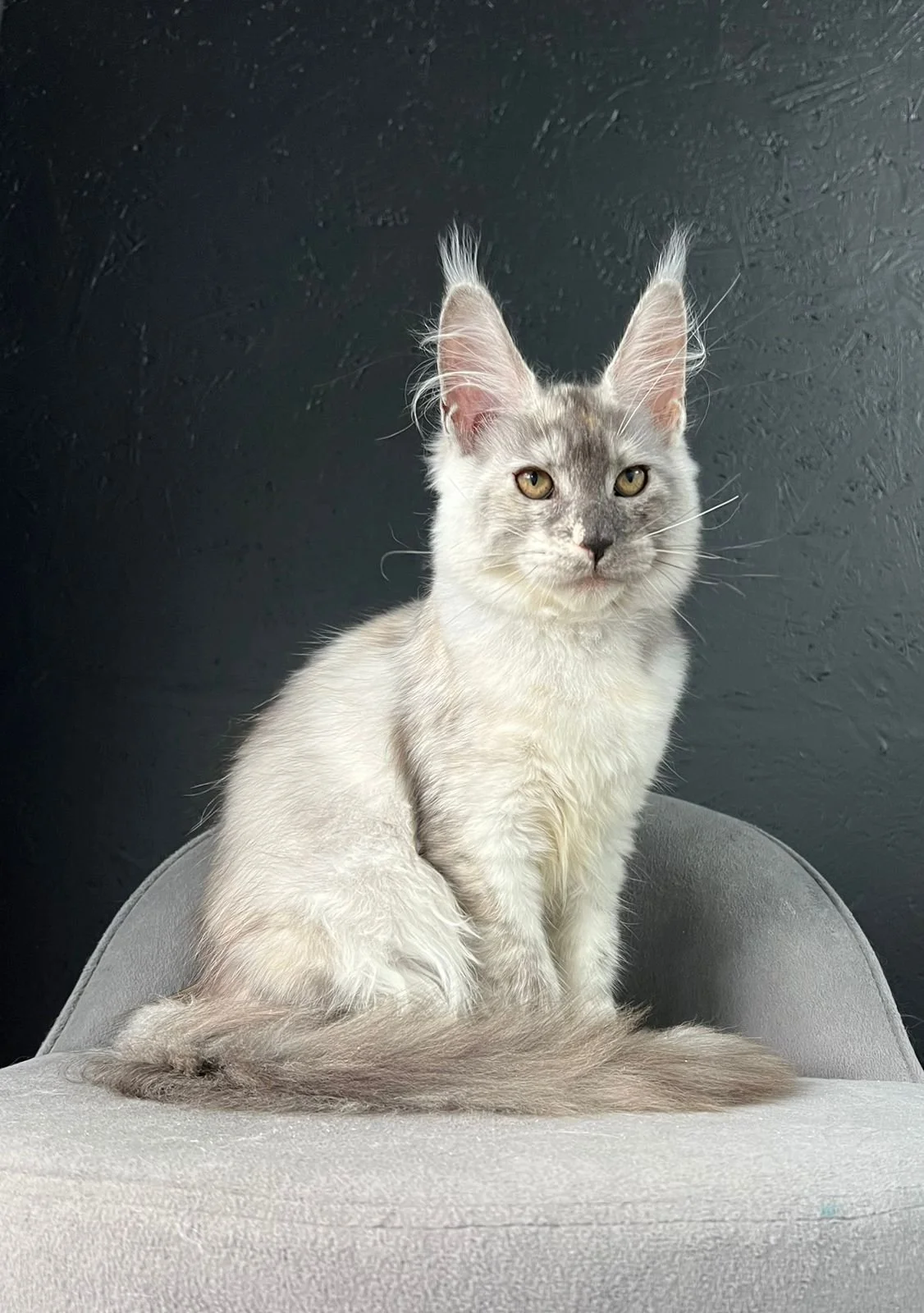 European Maine Coon Cats for Sale  Florida | California