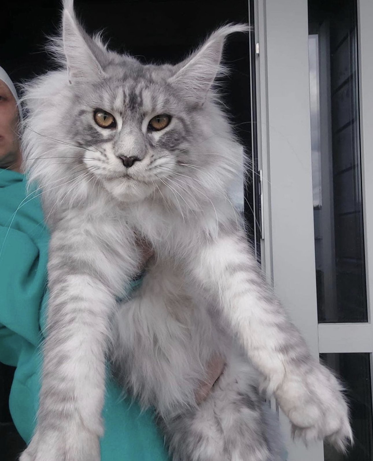 Giant Maine Coon Size Cats for Sale | Maine coon price
