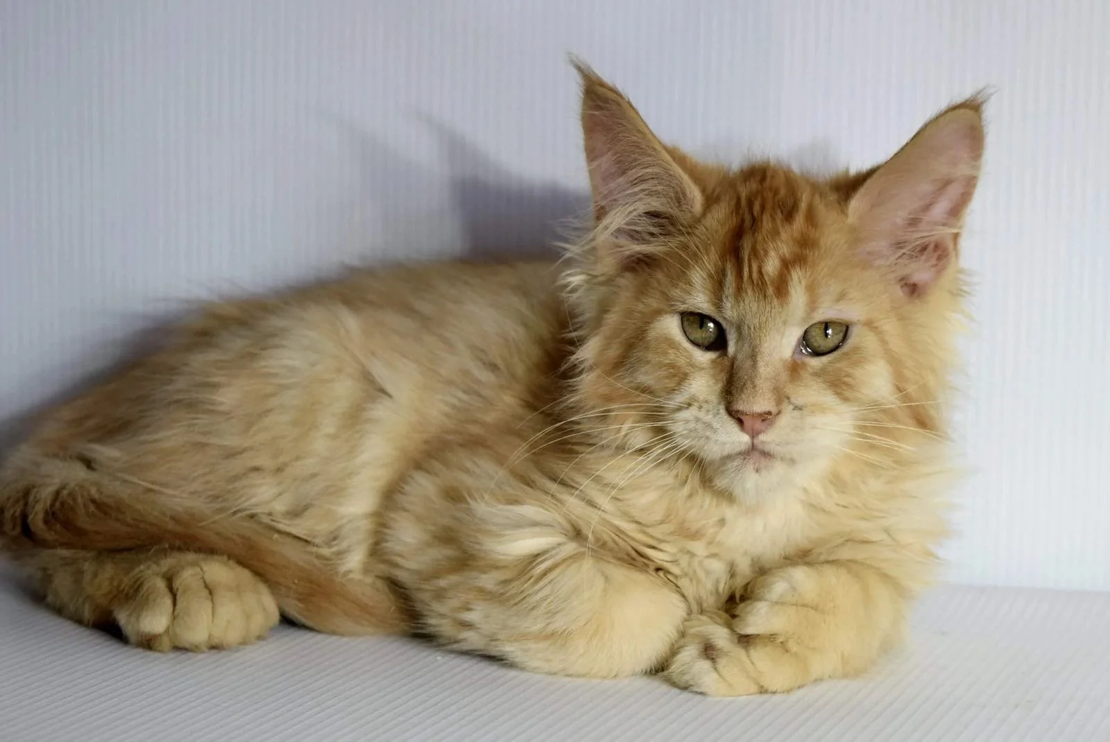 orange polydactyl maine coon