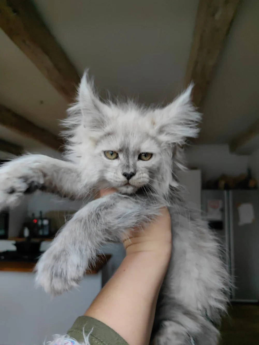 Giant Maine Coon Cats for Sale | Black Smoke Silver | Maine coon price