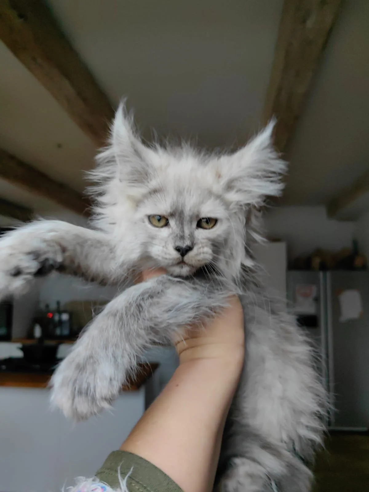 Rare Giant Maine Coon Cats for Sale Black Smoke Silver Best Prices