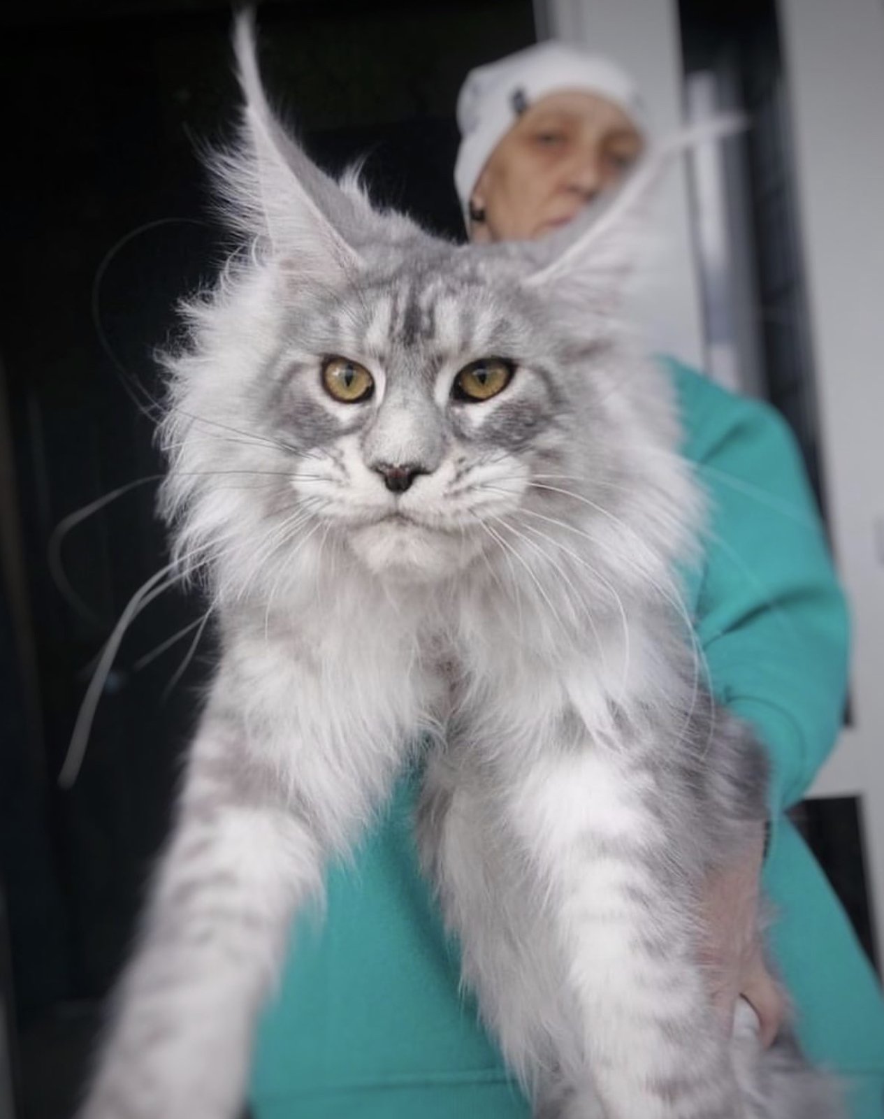 Giant Maine Coon Size Cats for Sale | Maine coon price