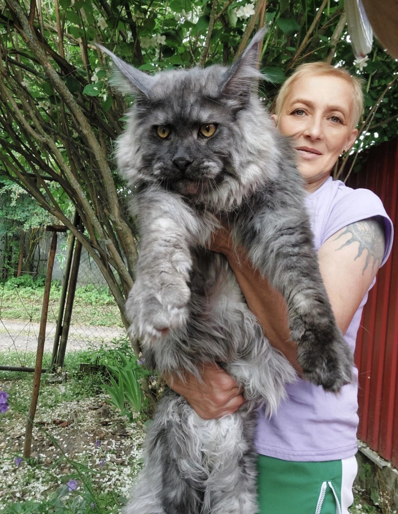 Giant Maine Coon Cats for Sale, Black Smoke Silver