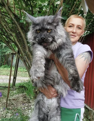 Giant Maine Coon Cats for Sale | Black Smoke Silver | Maine coon price