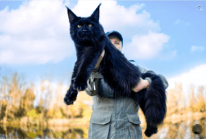 Giant Maine Coon Size Cats for Sale | Maine coon price