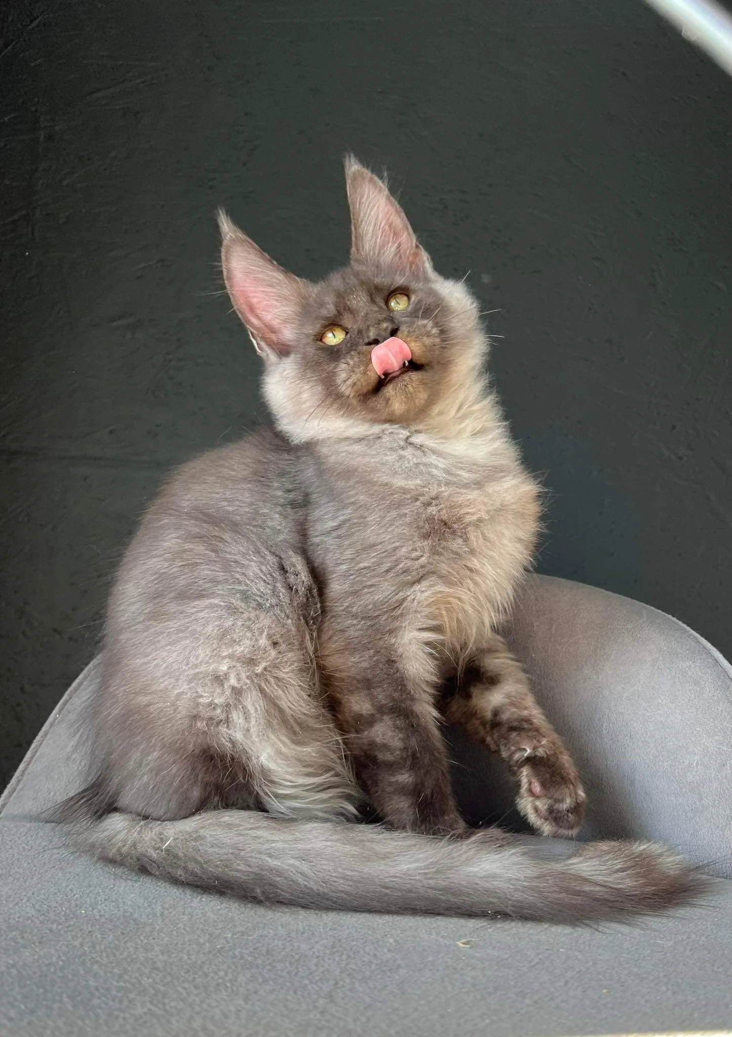 European Maine Coon Cats for Sale  Florida | California