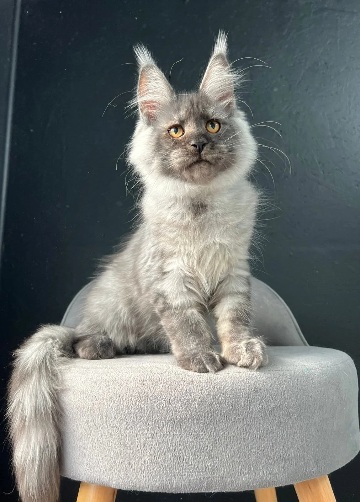 European Maine Coon Cats for Sale  Florida | California