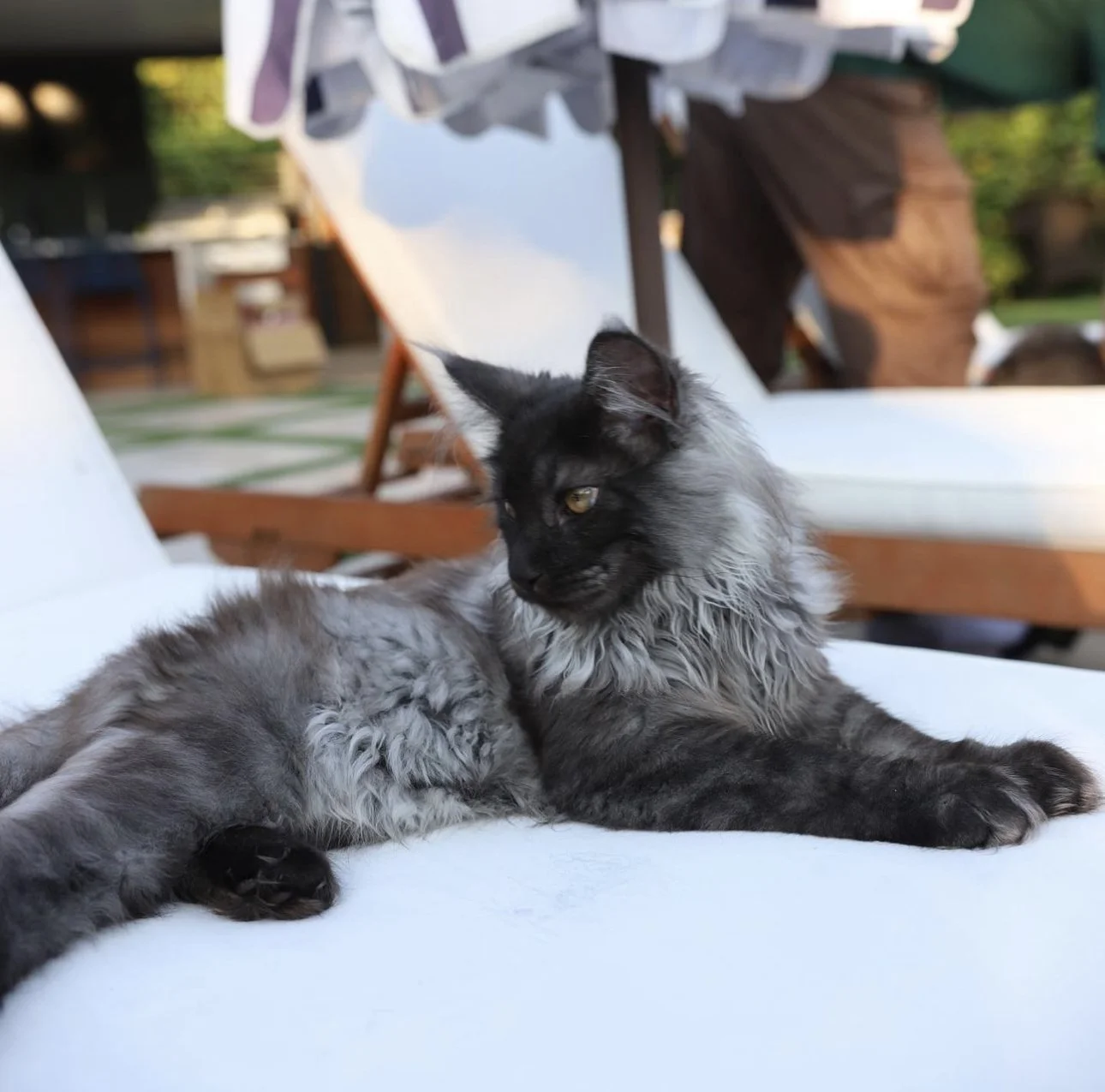 Available Kittens — Giant Maine Coon Cats