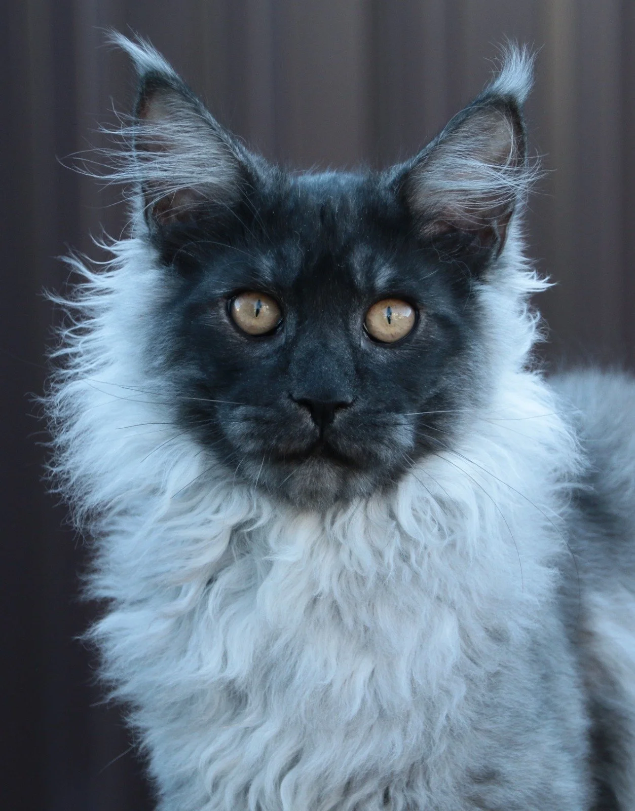 Maine Coon