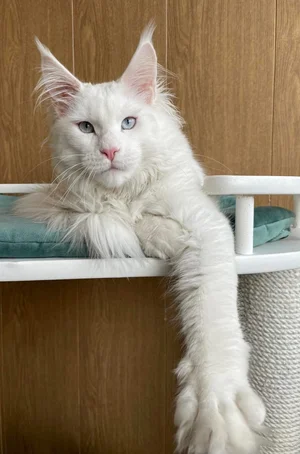 Giant Maine Coon Cats for Sale Black Smoke Silver Maine coon price