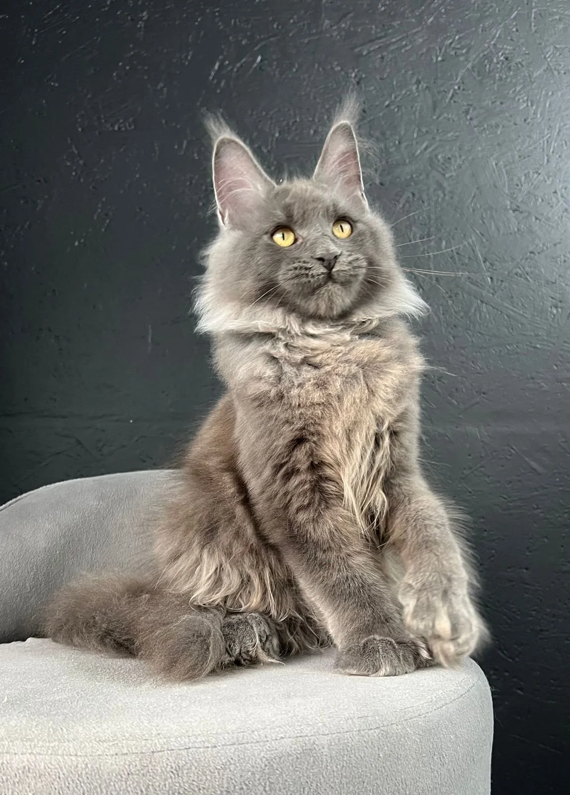Available Kittens — Giant Maine Coon Cats