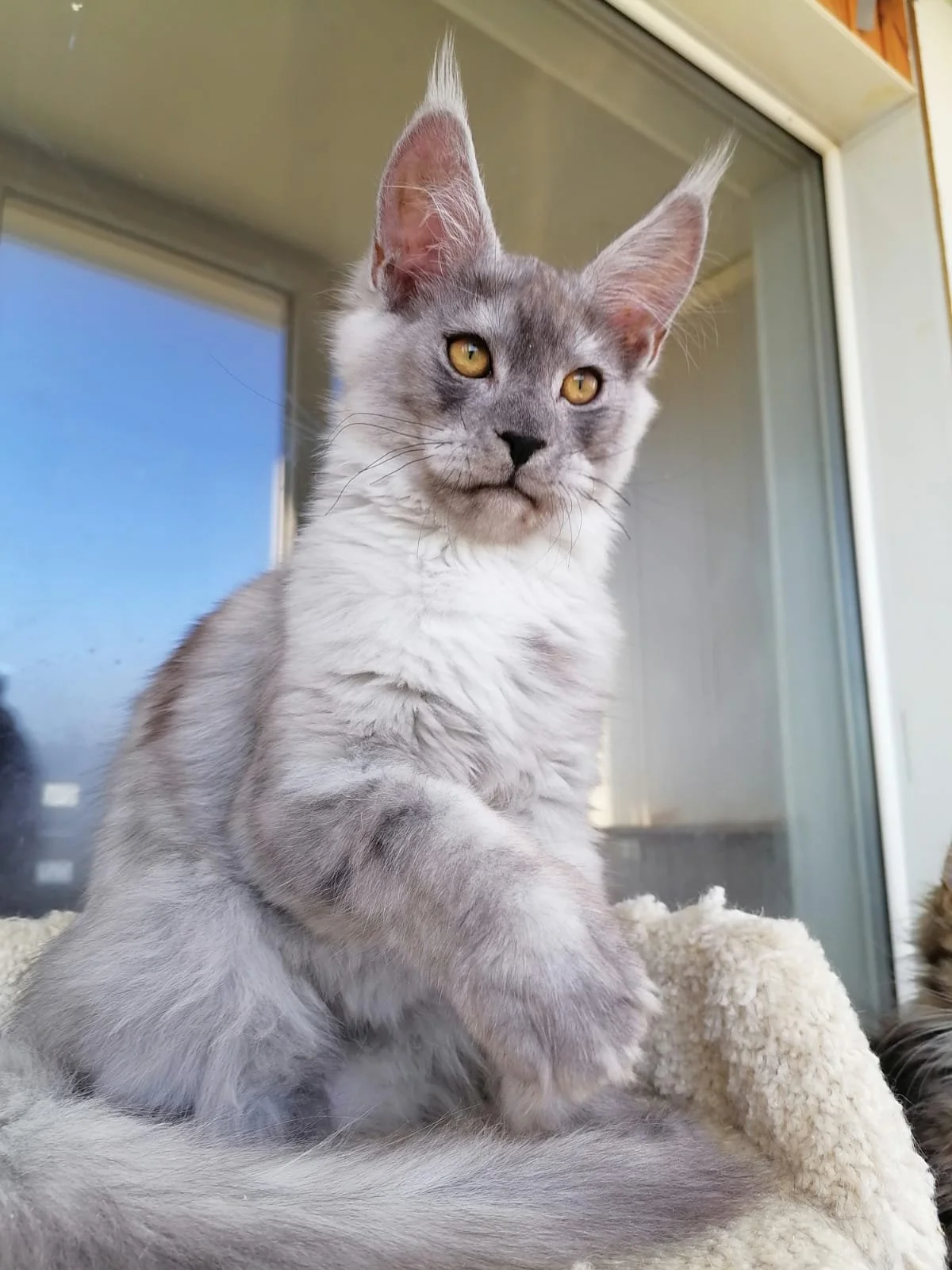 Silver Maine Coon Kitten for Sale California
