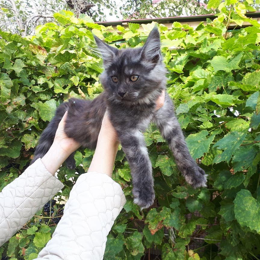 Giant Maine Coon Cats for Sale, Black Smoke Silver