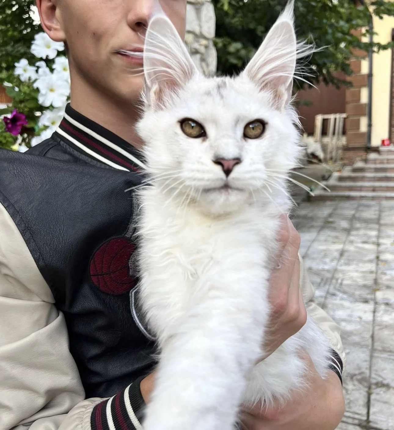 European Maine Coon Cats for Sale  Florida | California