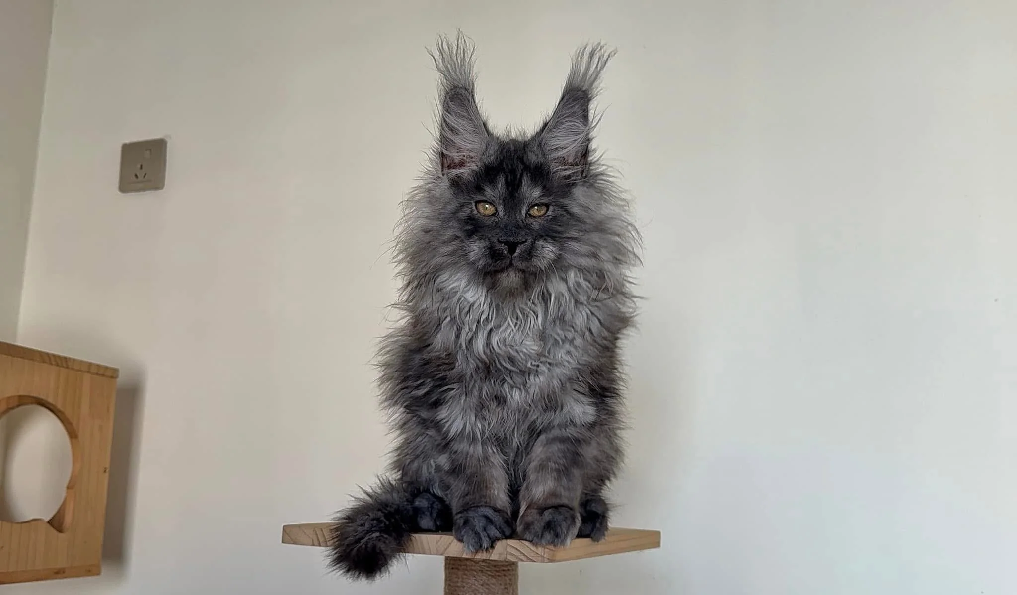 Long-haired cat with tufted ears sitting on a wooden perch against a plain background.