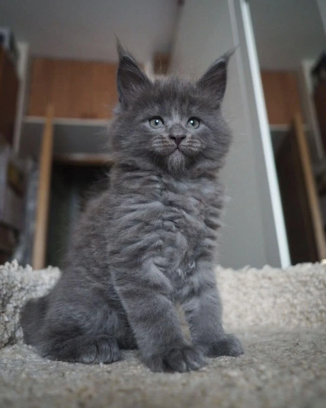Maine Coon Cat For Sale Bradford At Kayla Chirnside Blog Maine Coon Cat For Sale Bradford At Kayla Chirnside Blog