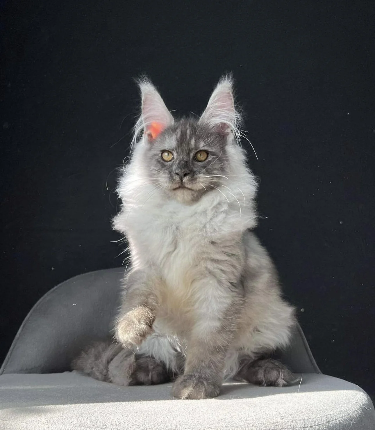 European Maine Coon Cats for Sale  Florida | California