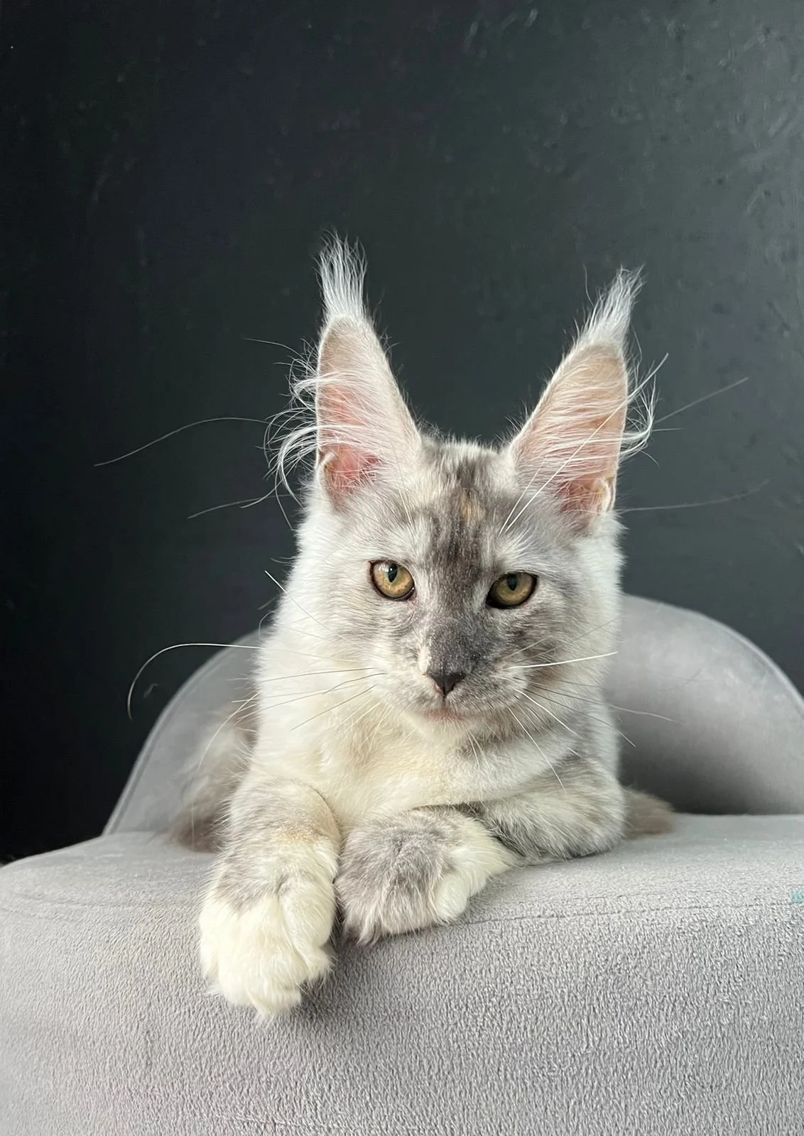 European Maine Coon Cats for Sale  Florida | California