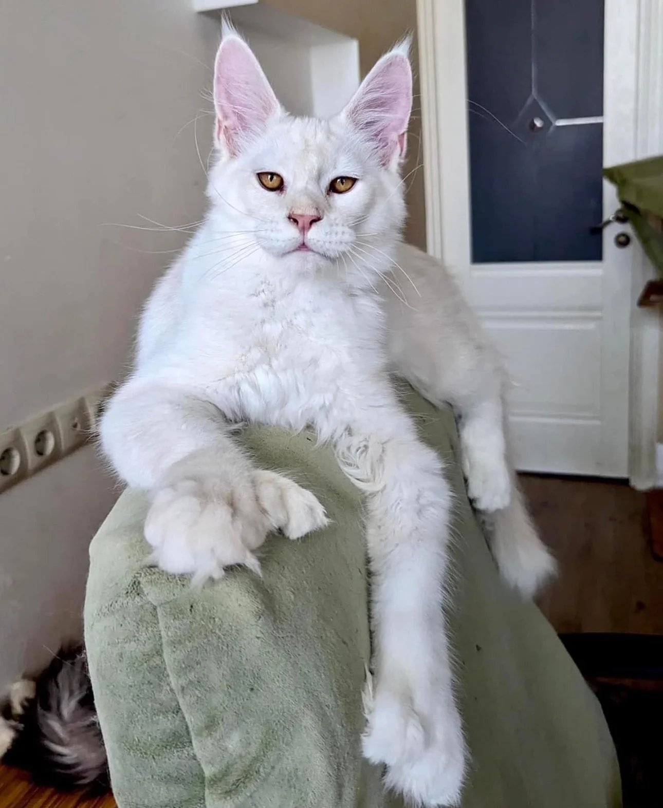 White Maine Coon cat sitting on a green chair indoors.
