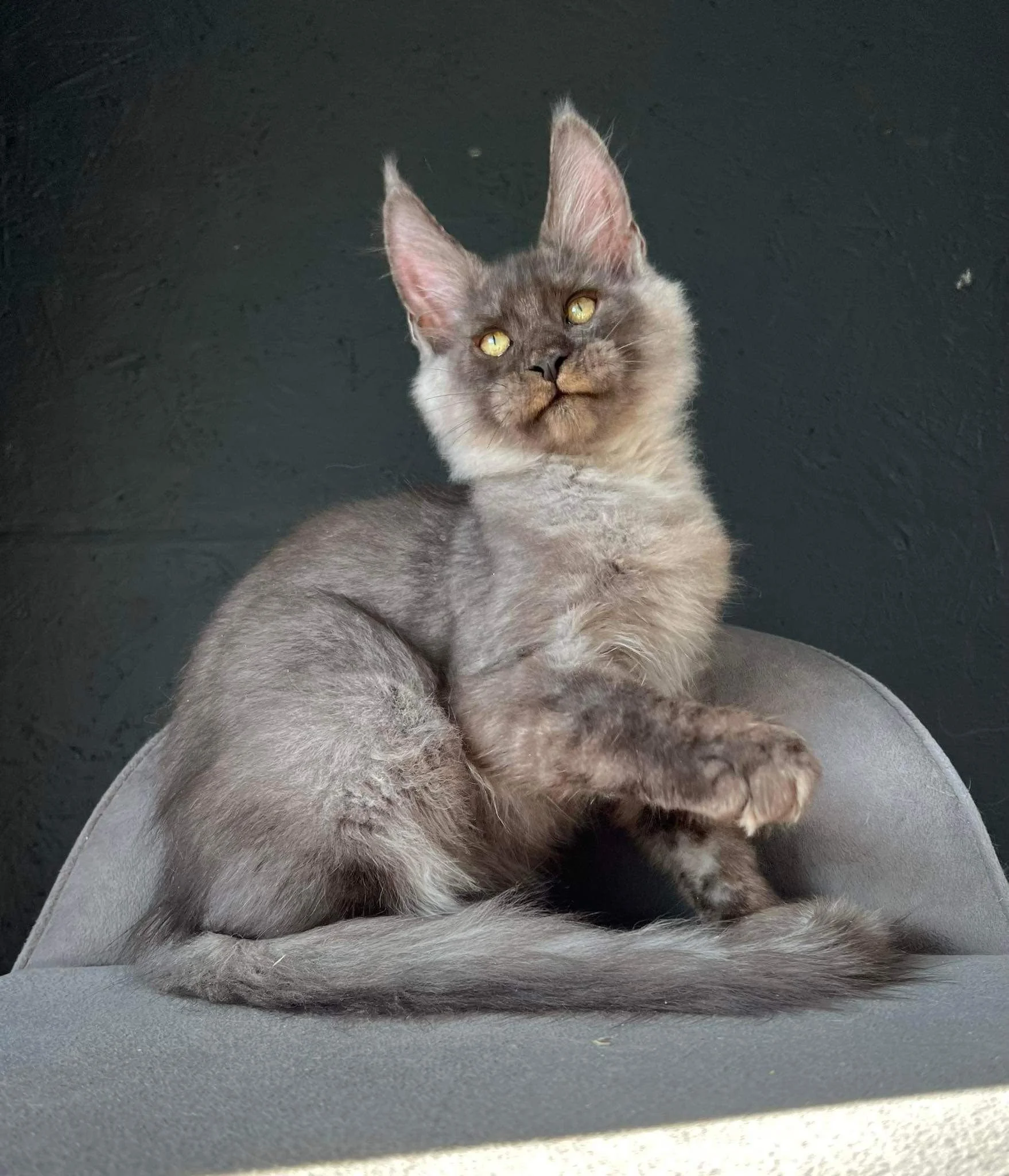 European Maine Coon Cats for Sale  Florida | California