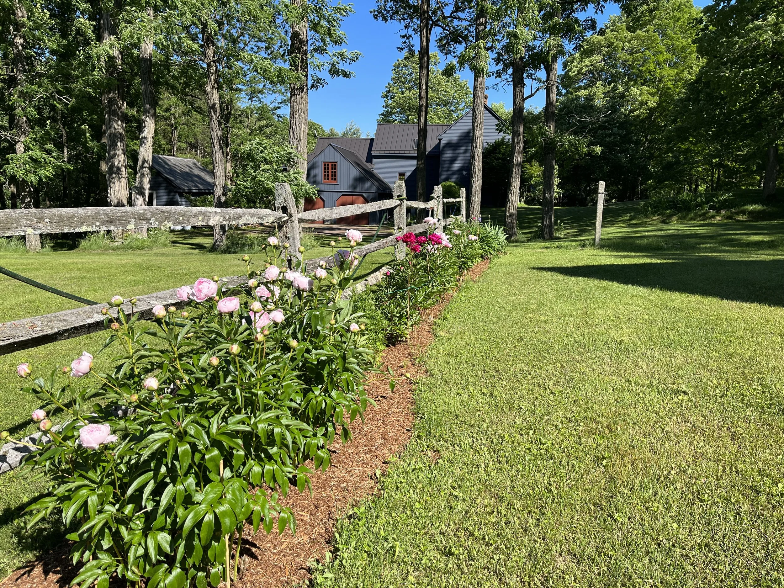 Peonies and main house