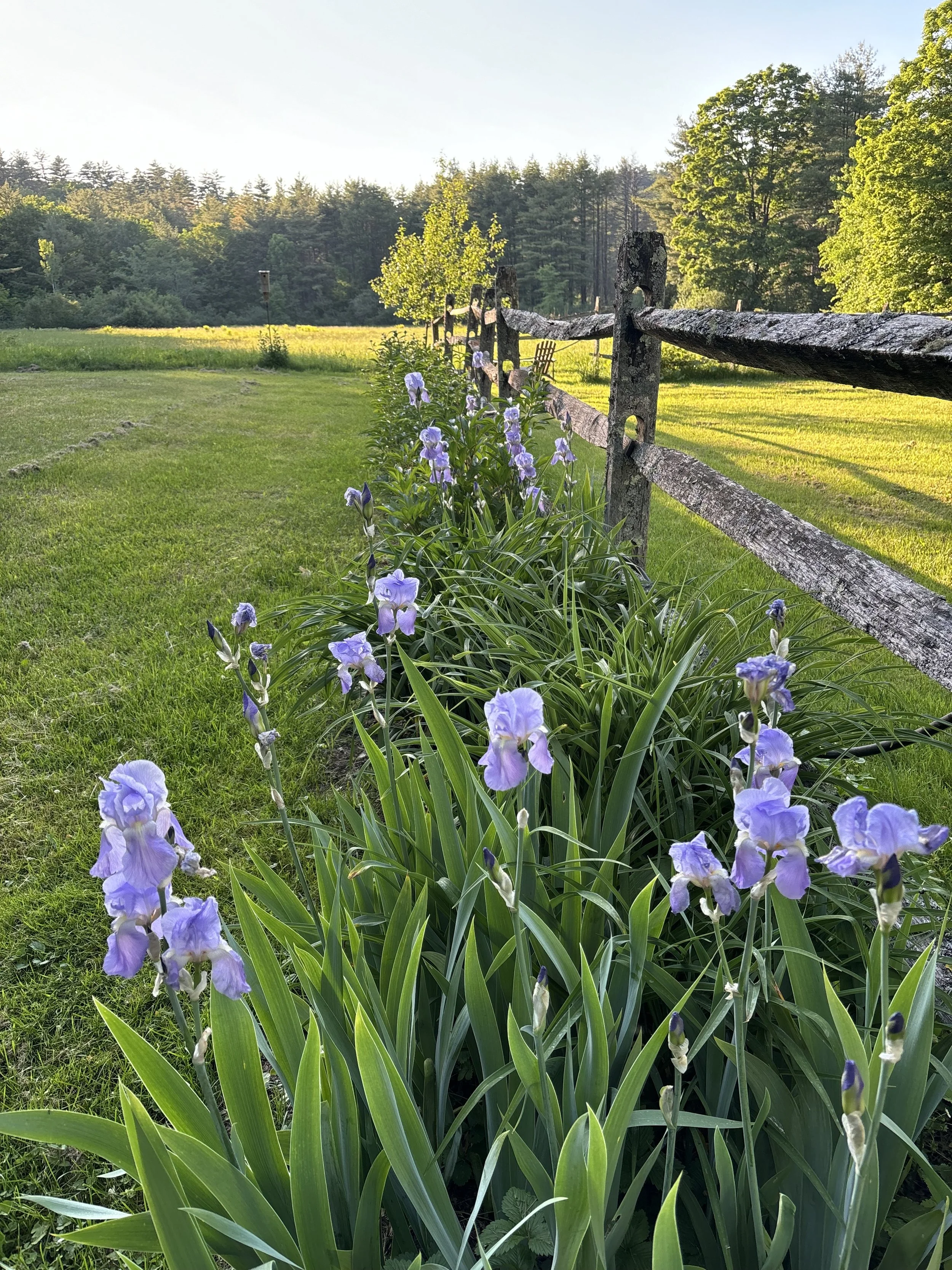 Irises, north field