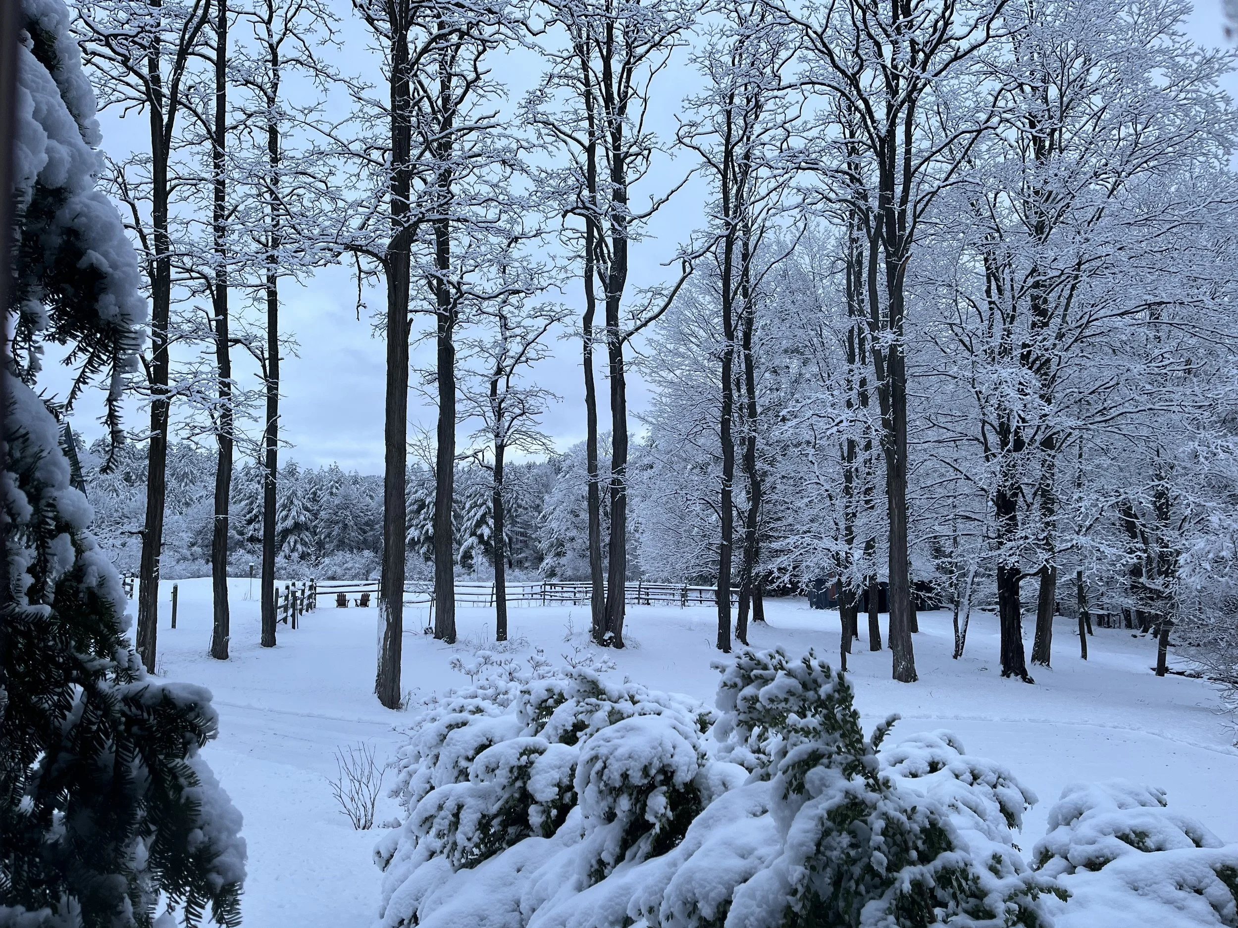 Locust trees in snow