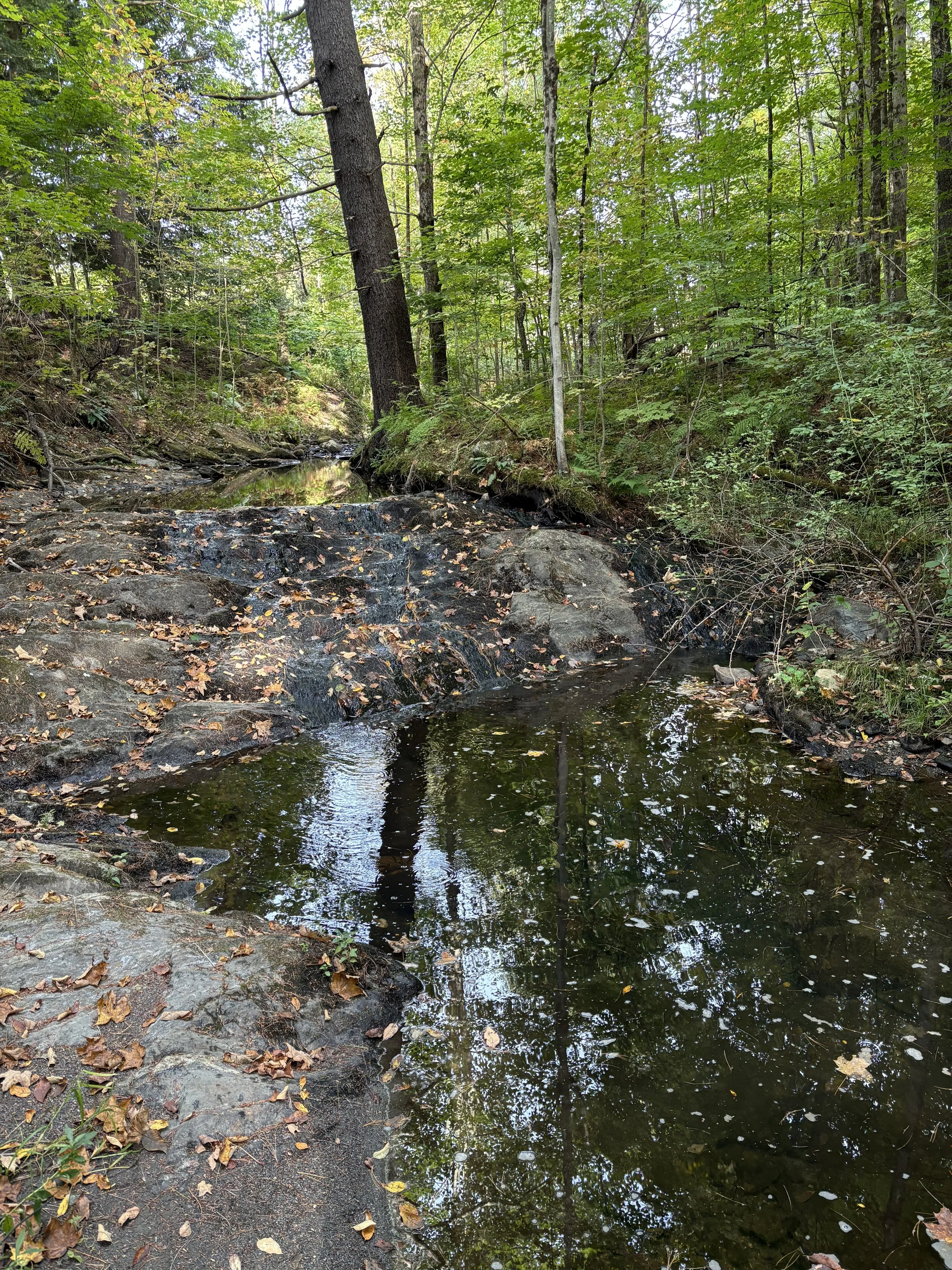 Beaver Brook Late Summer