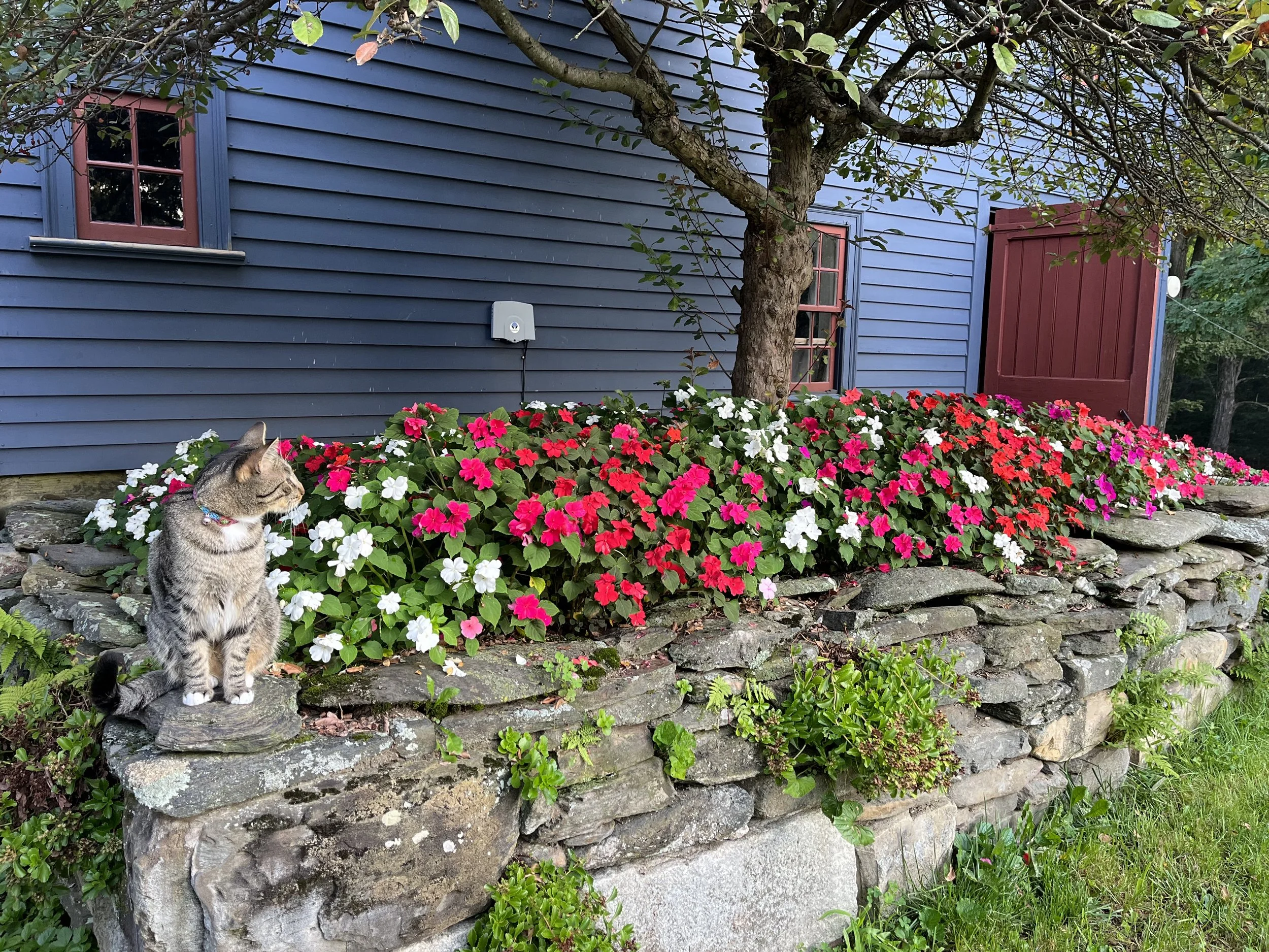 Summer Flowers