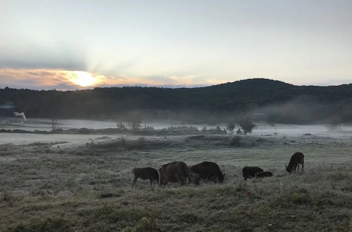 Neighbor's cows