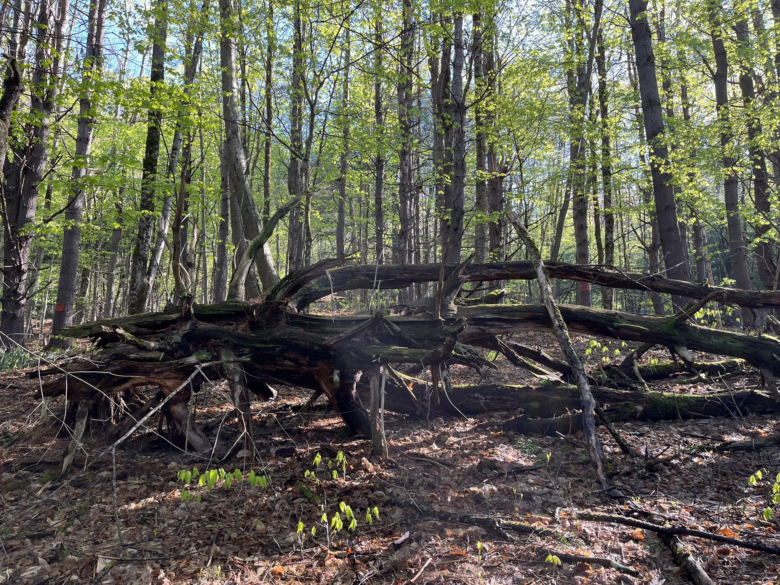Woods Dragon