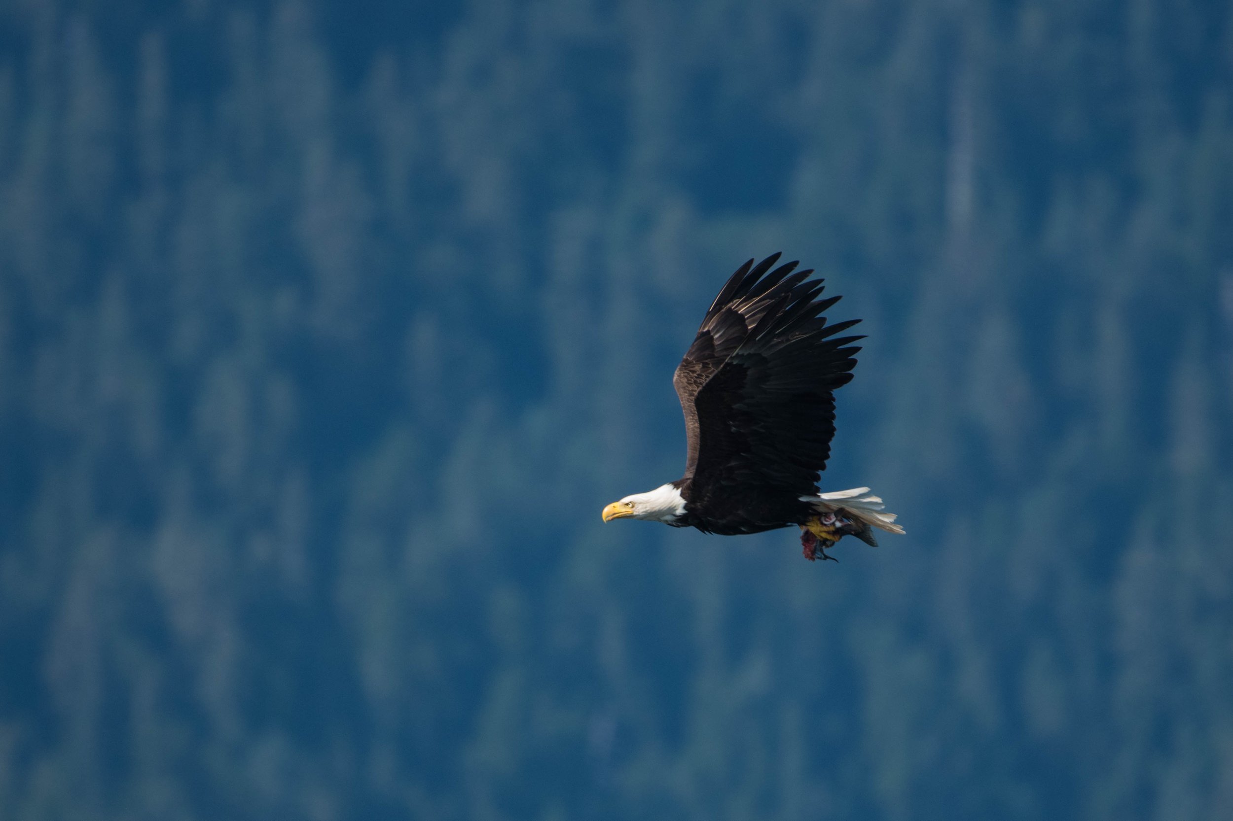 DSC_0595.jpg