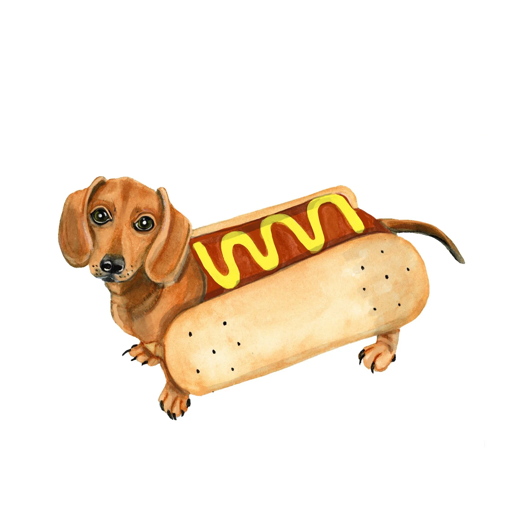 dachsund bun.jpg
