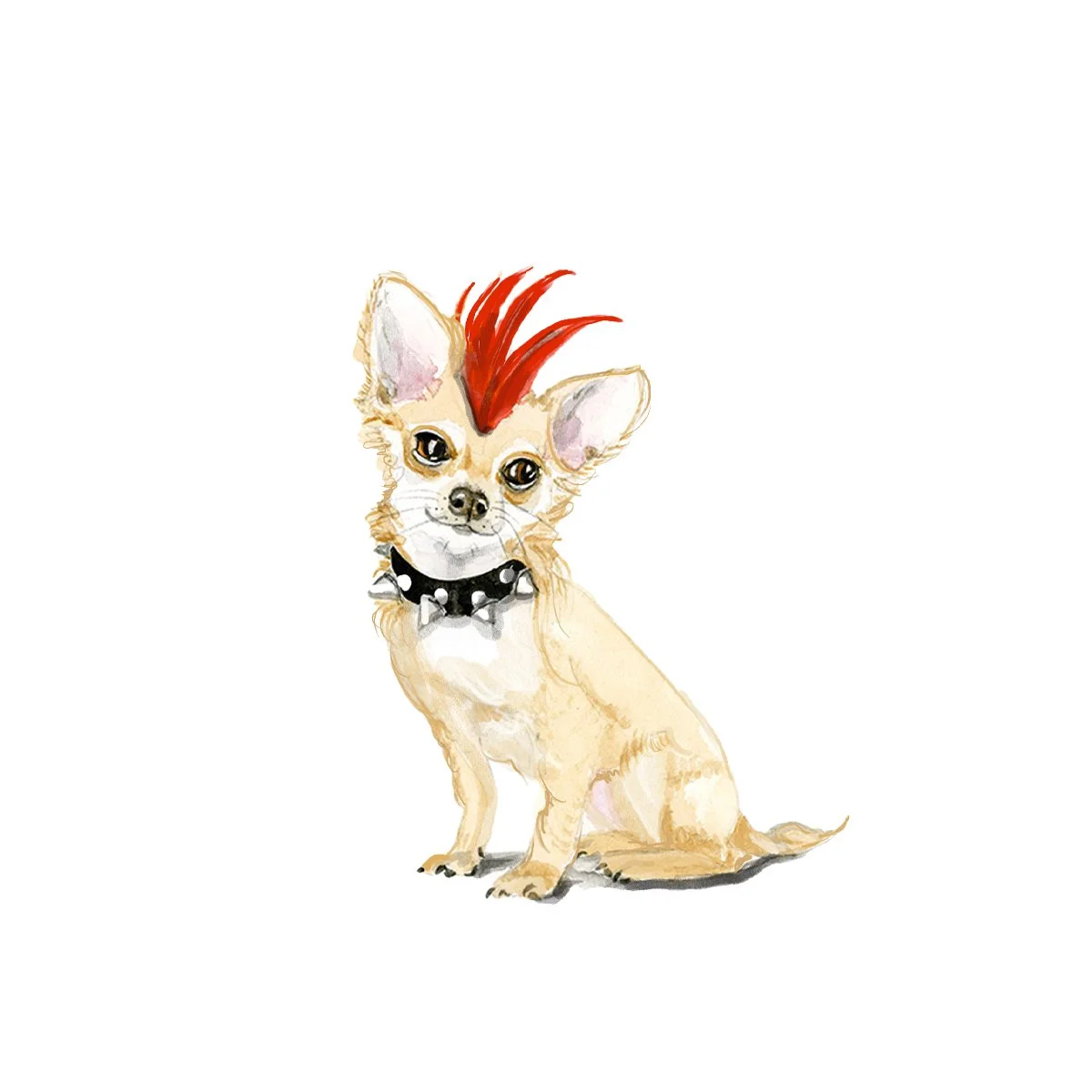 punk chihuahua on white.jpg