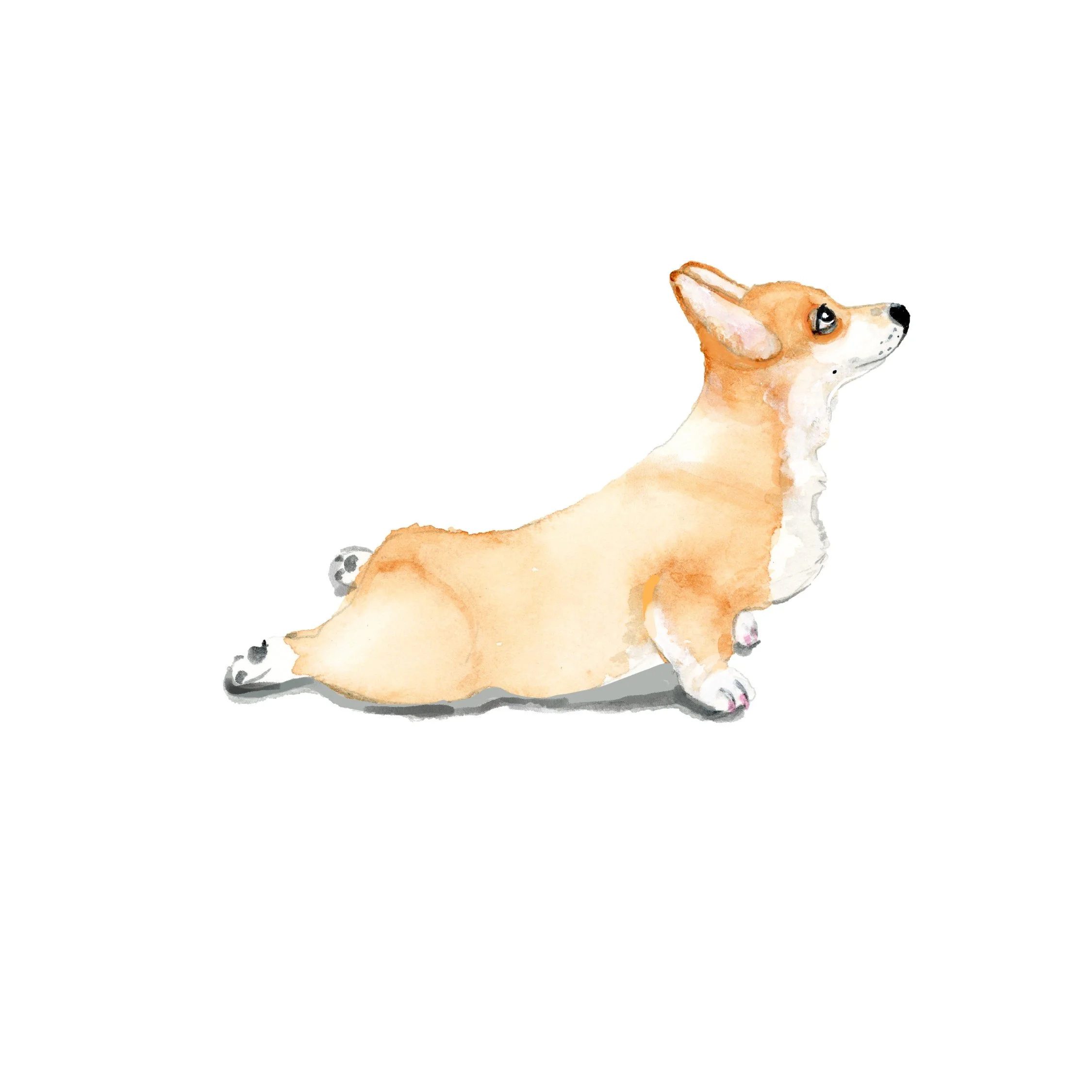 corgi-yoga-on-white copy.jpeg