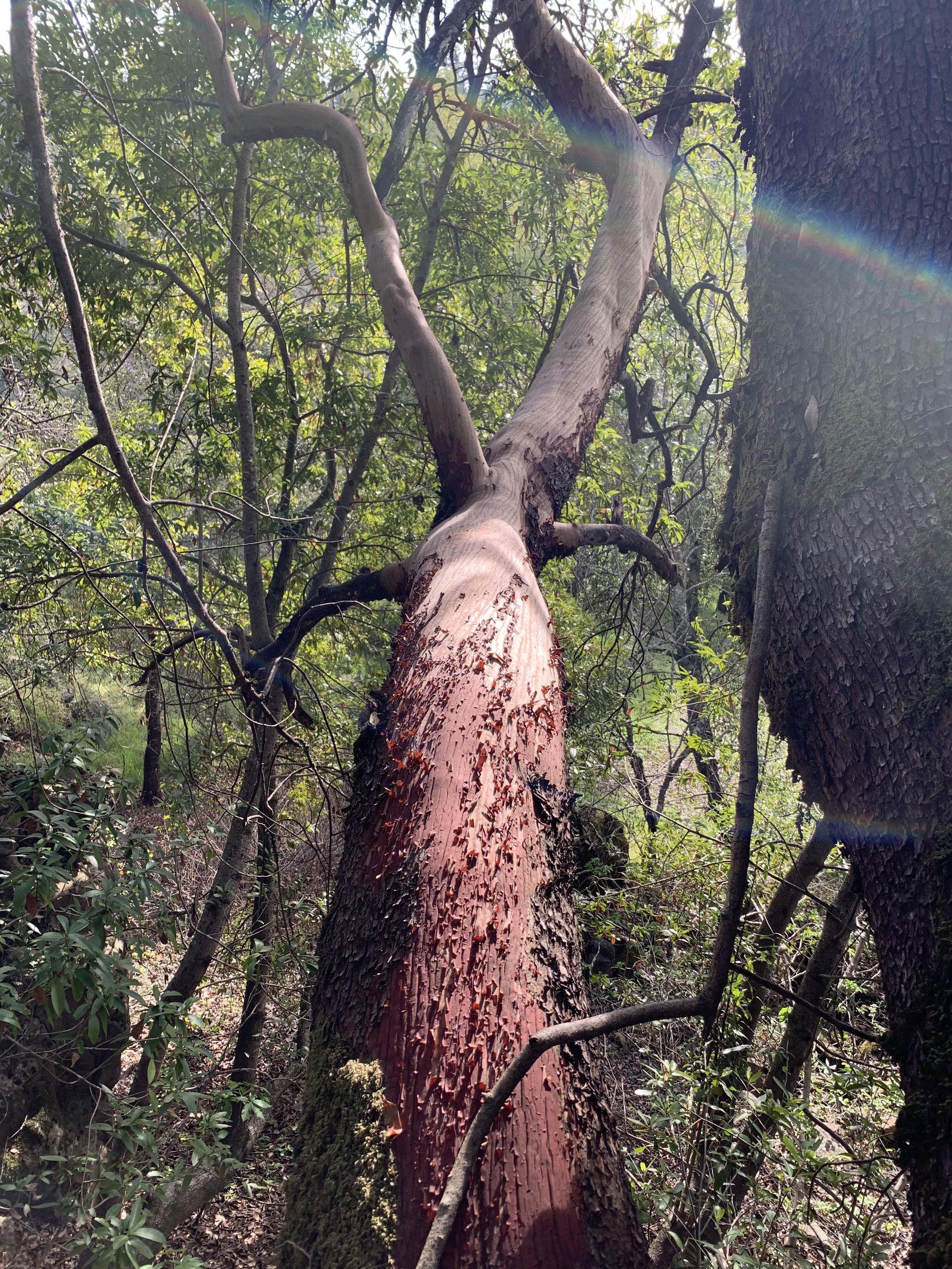 Madrone
