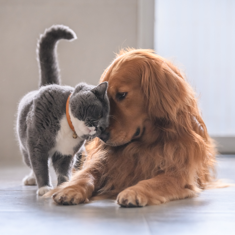 Dog and Cat Camp.png