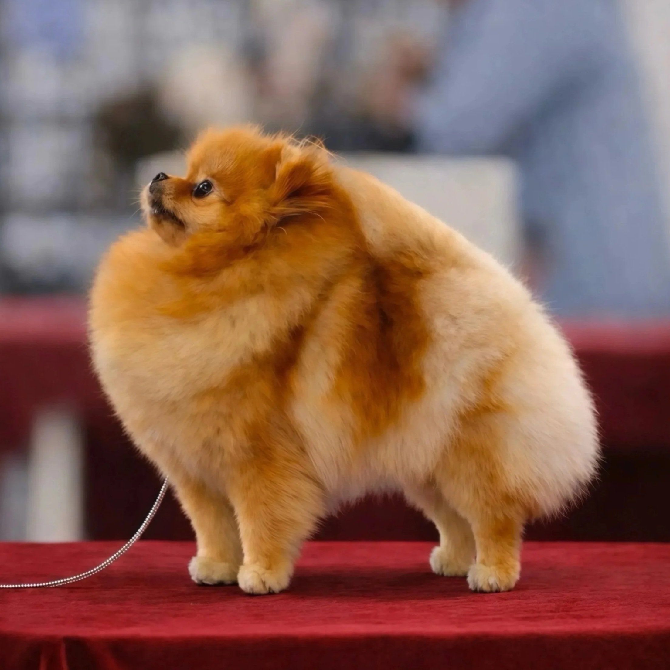  Omega 
CH THA
Tokie Take A Look Around