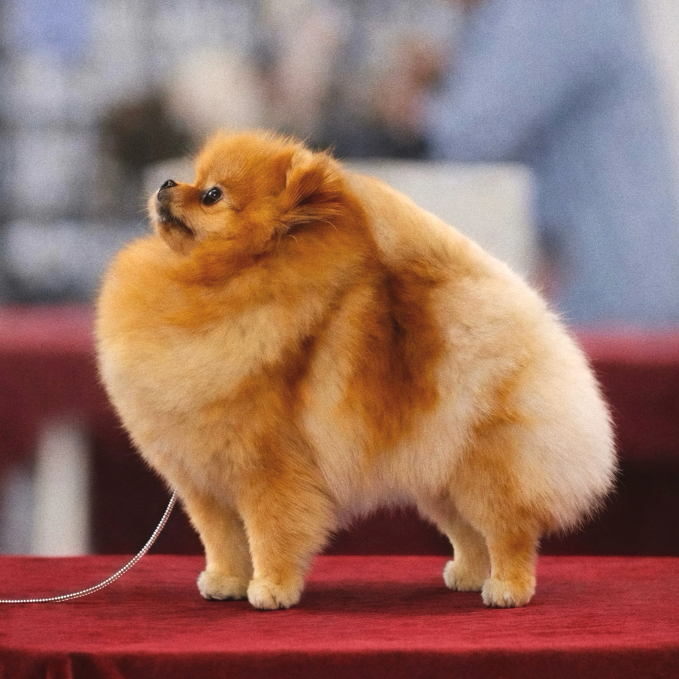  Omega 
CH THA
Tokie Take A Look Around