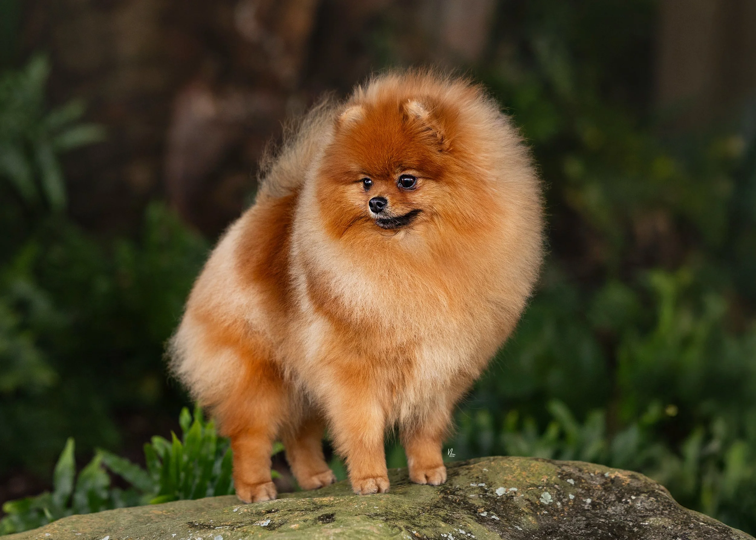 A fluffy Pomeranian dog with orange fur standing on a rock in a natural outdoor setting.