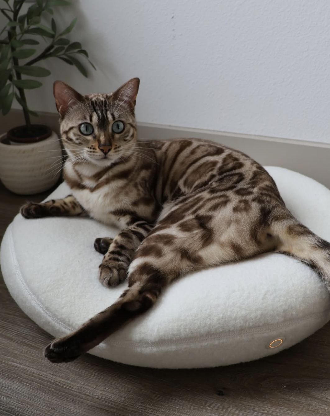 Screenshot 2026-01-14 at 5.20.19 PM.png