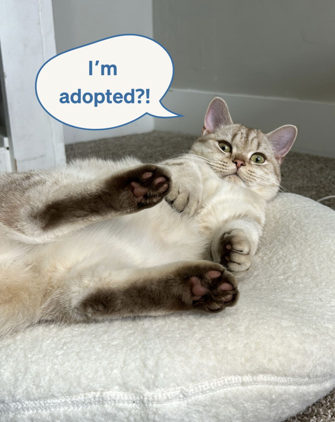 Screenshot 2026-01-14 at 5.20.51 PM.png